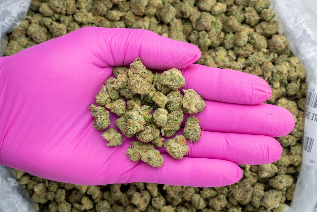 Apple Sherbet Indoor Smalls -PINK- 251125.jpg