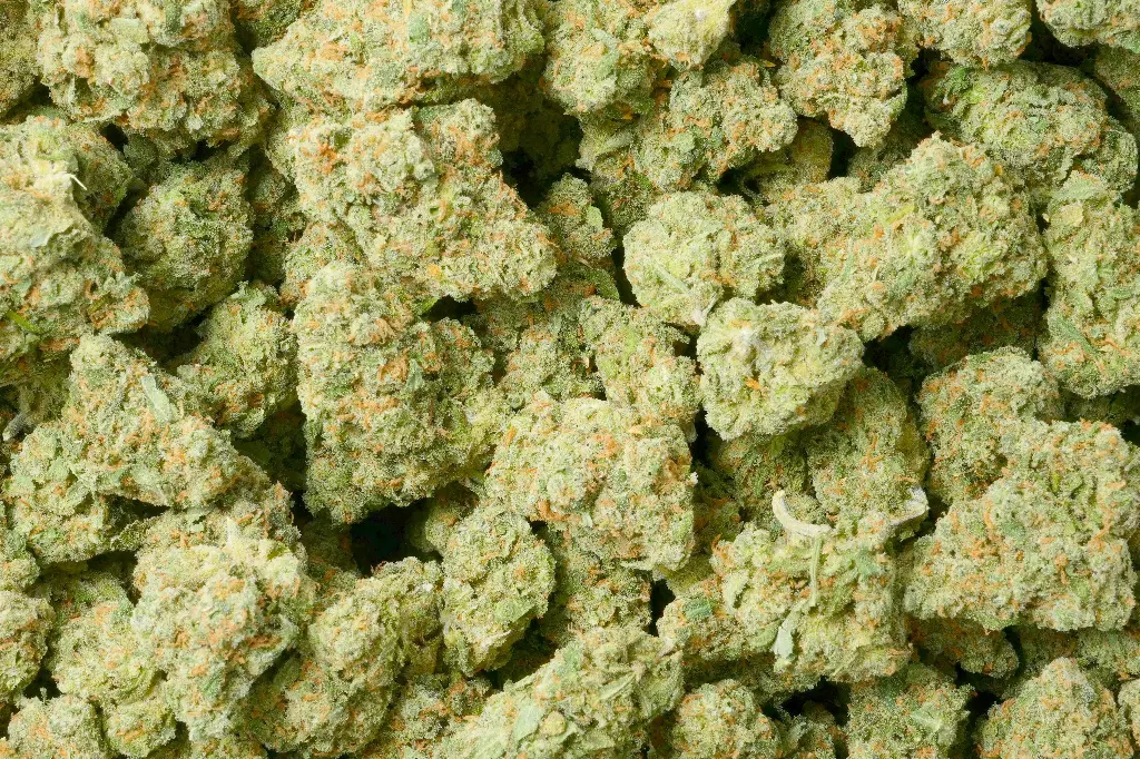 Jack Herer