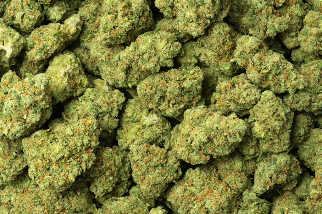 Jack Herer