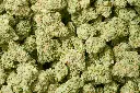 Jack Herer