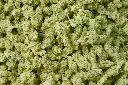 Jack Herer Smalls