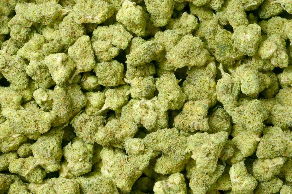 Kali Dog Mediums