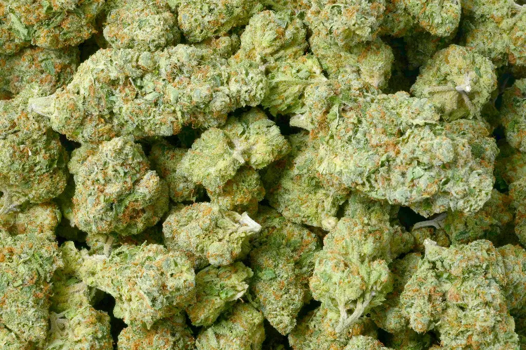 Lamb's Breath