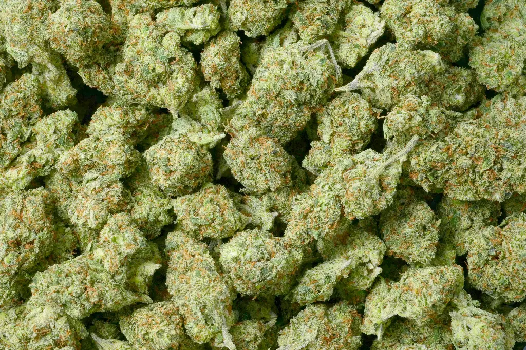 Mango Dream