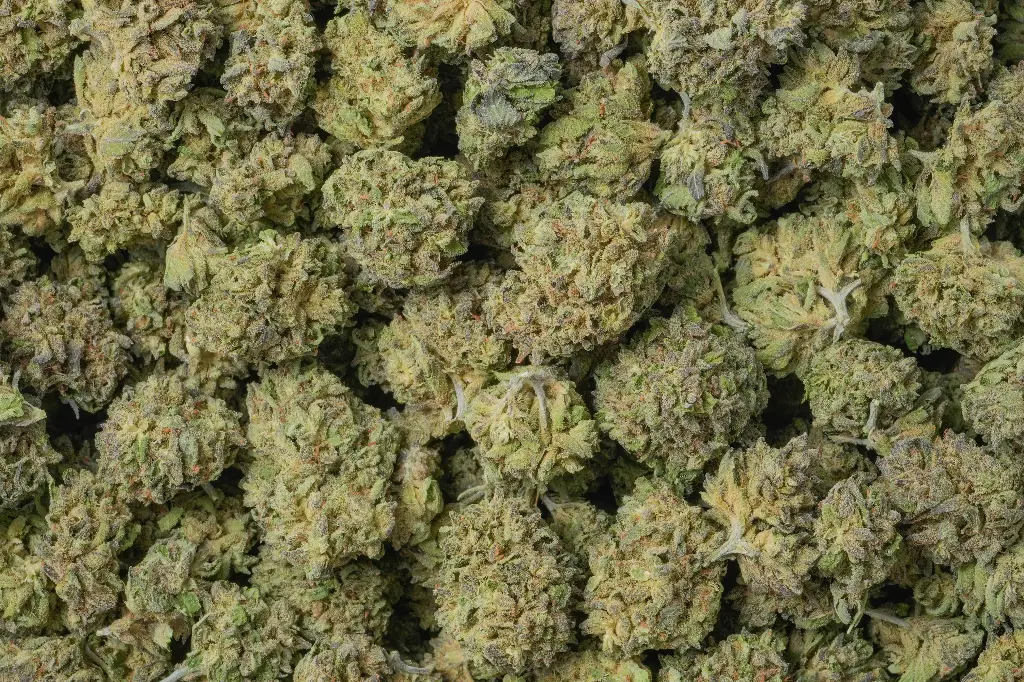Mimosa