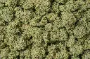 Pure Kush