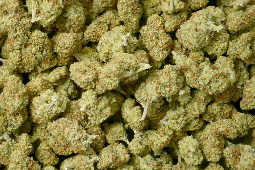 Sour Kush Breath