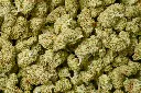 Sour Kush Breath
