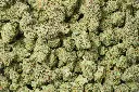Triangle Kush