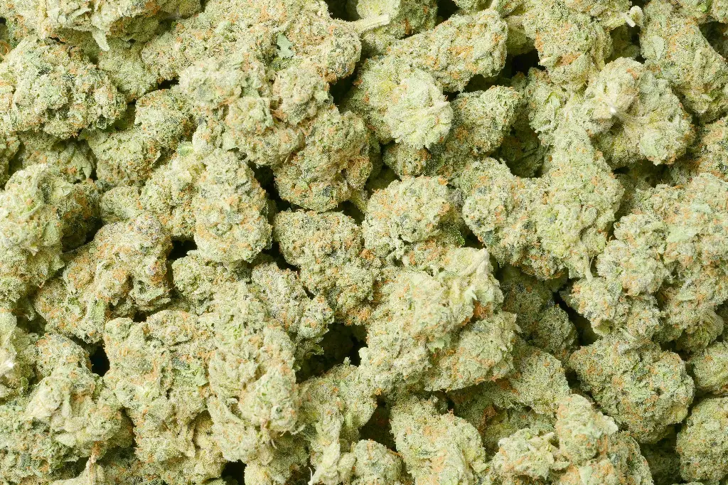 Apple Sherbet 