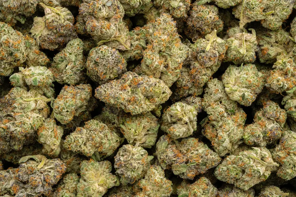 Apple Sherbet 
