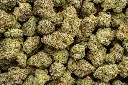 Apple Sherbet 