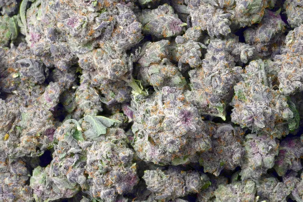 Tropicana Cherry 
