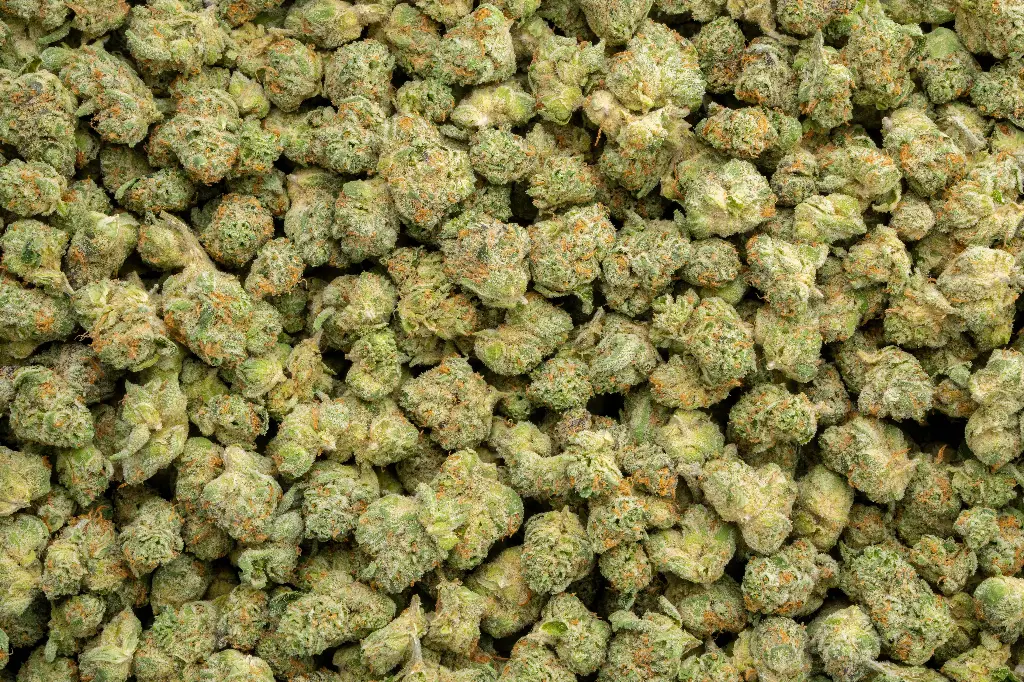 Apple Sherbet Smalls