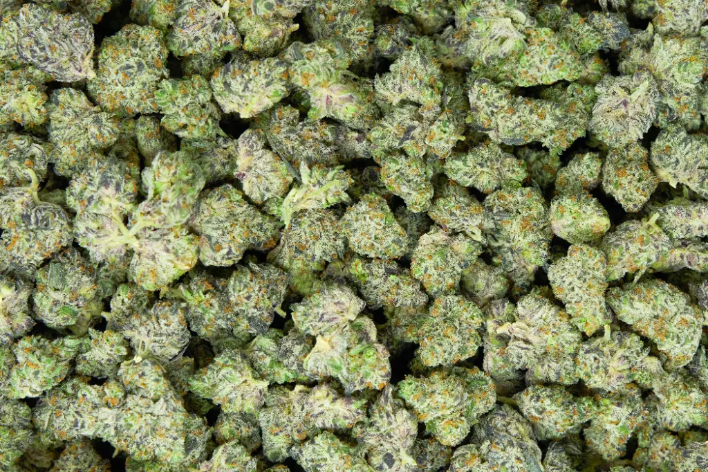 White Truffle Mediums