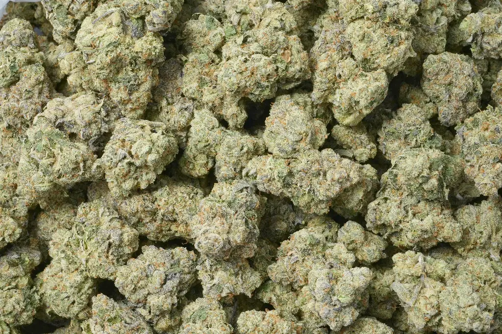 Black Domina 