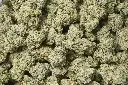 Black Domina 