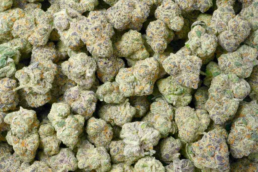 Blueberry Muffin 