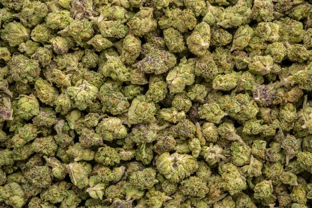 Blue Cherry Gelato Smalls