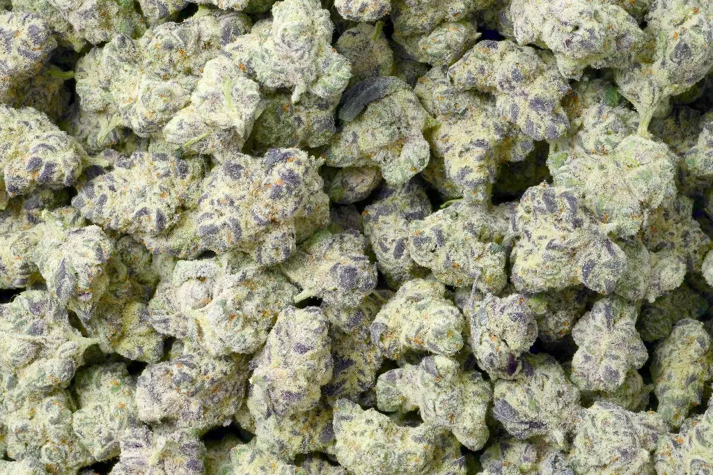 Lilac Diesel