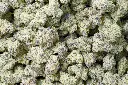 Lilac Diesel