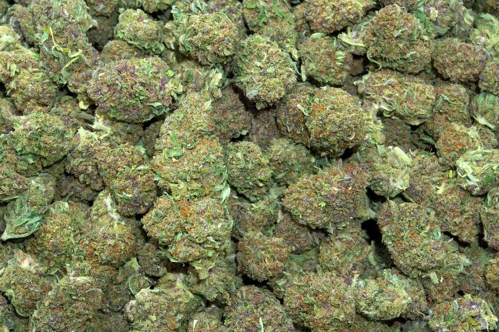 Abuela's Cookies (CBD) (2024)