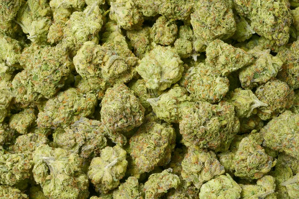 Rocky Mountain Blueberry 