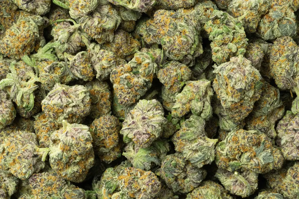 White Rhino