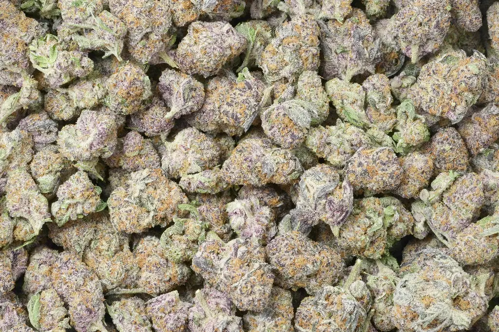 White Rhino