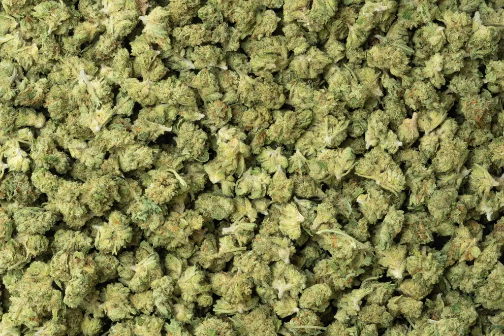 Animal Face Sherbert Smalls