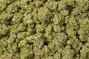 Secret Weapon