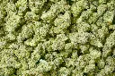 Ghost Vapor OG Mediums