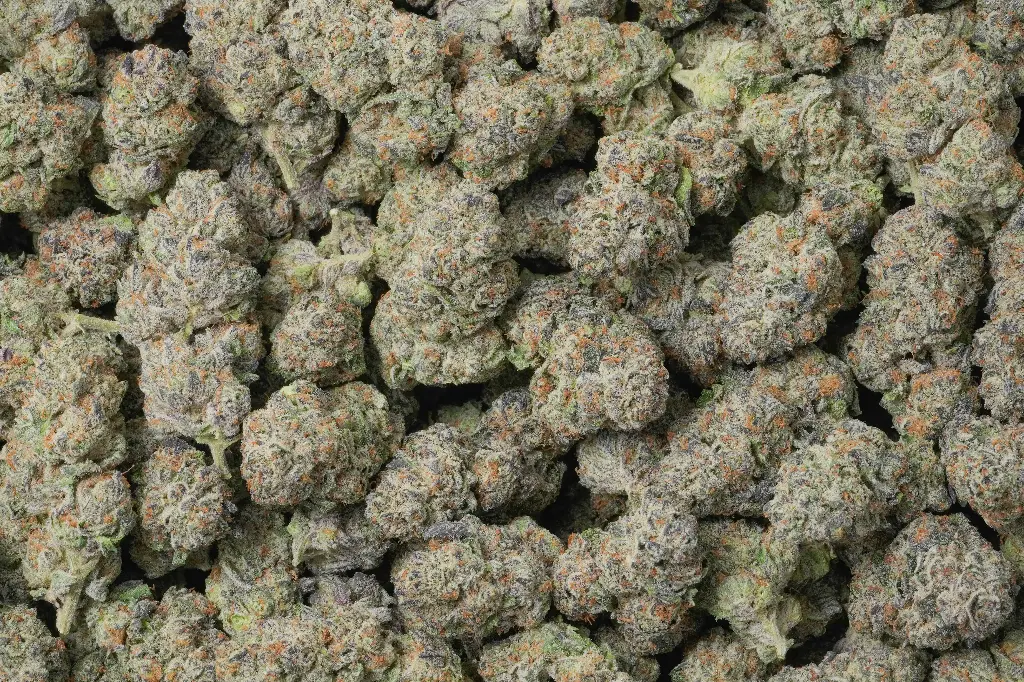 Purple Cheddar 