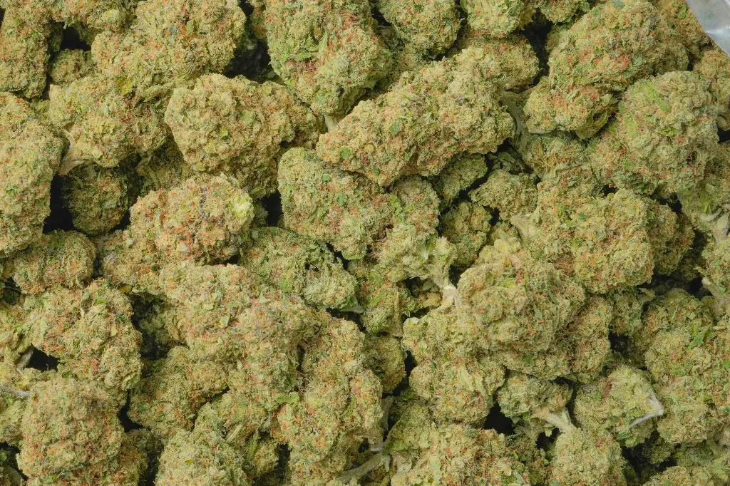 Grape Lobster 
