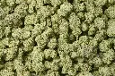 Garlic Budder