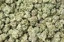 Caramellow Kush