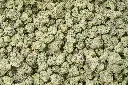 Caramellow Kush Mediums