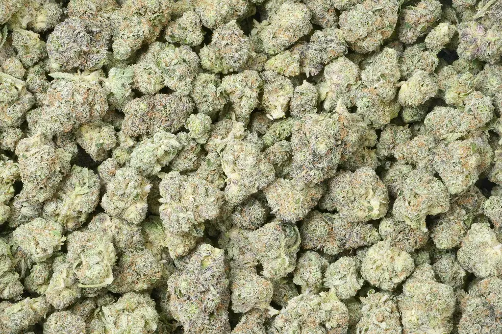 Maltese Tiger Mediums