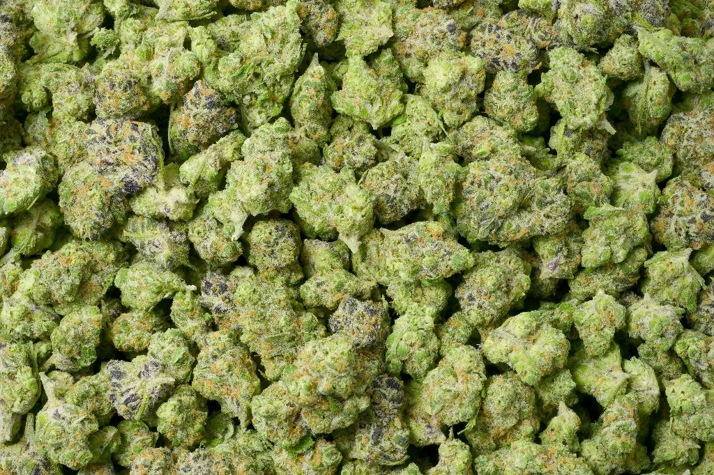 La Bomba Mediums 