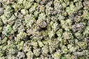Shishkaberry Mediums