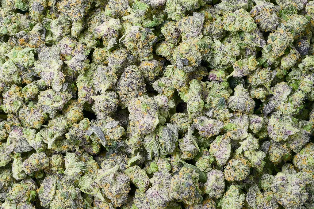 Violet Meadows Mediums