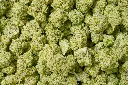 Royal Chemdawg 