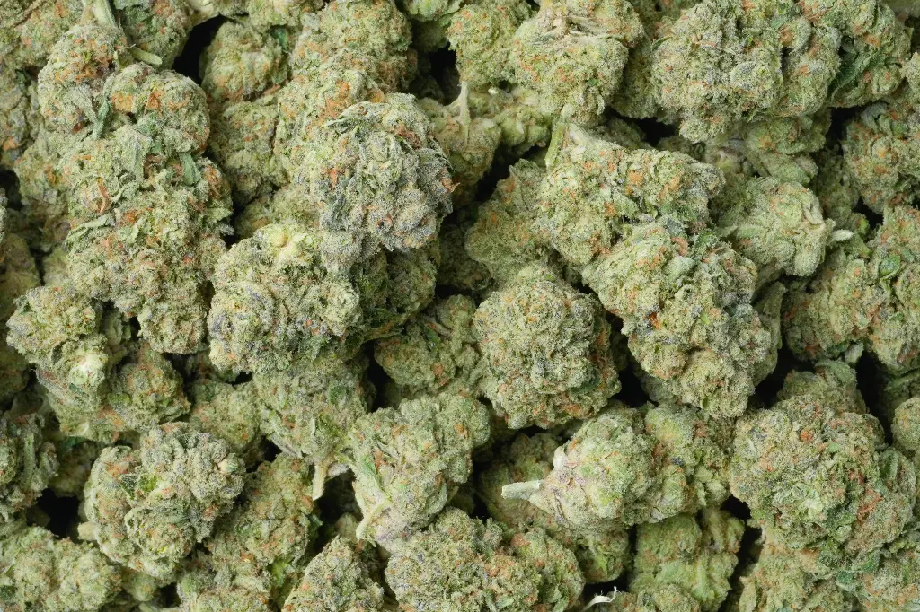 Pink Starburst
