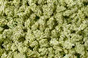 Jack Herer Mediums