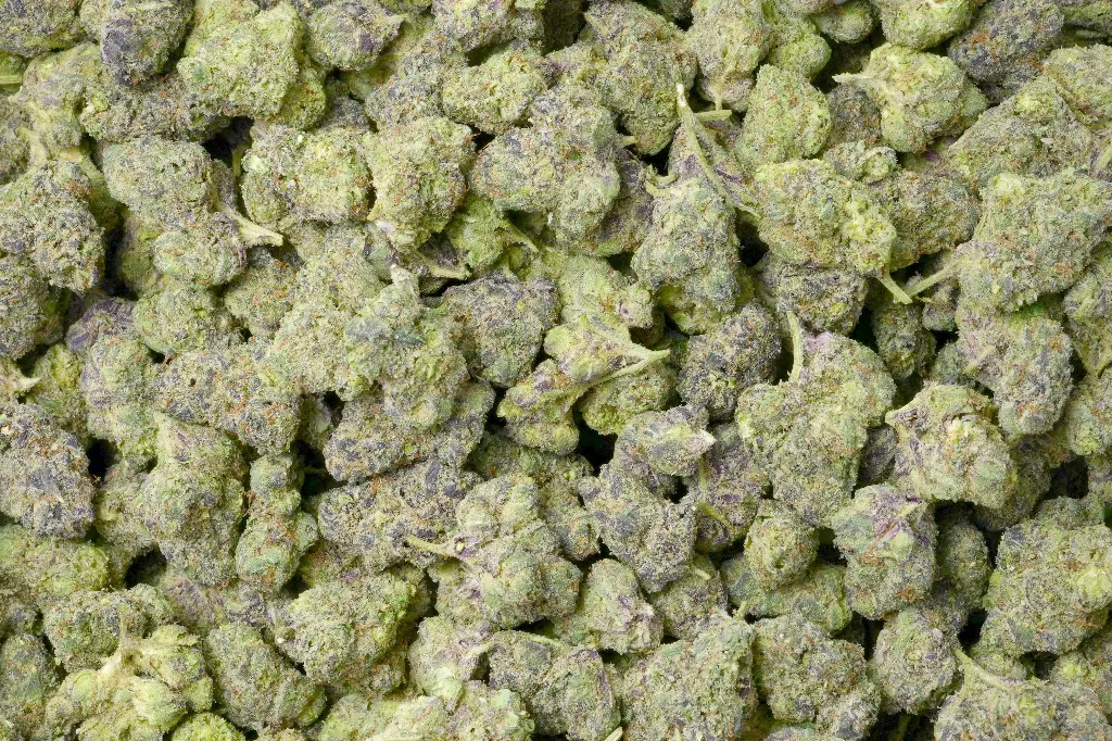 Sherbacio Mediums