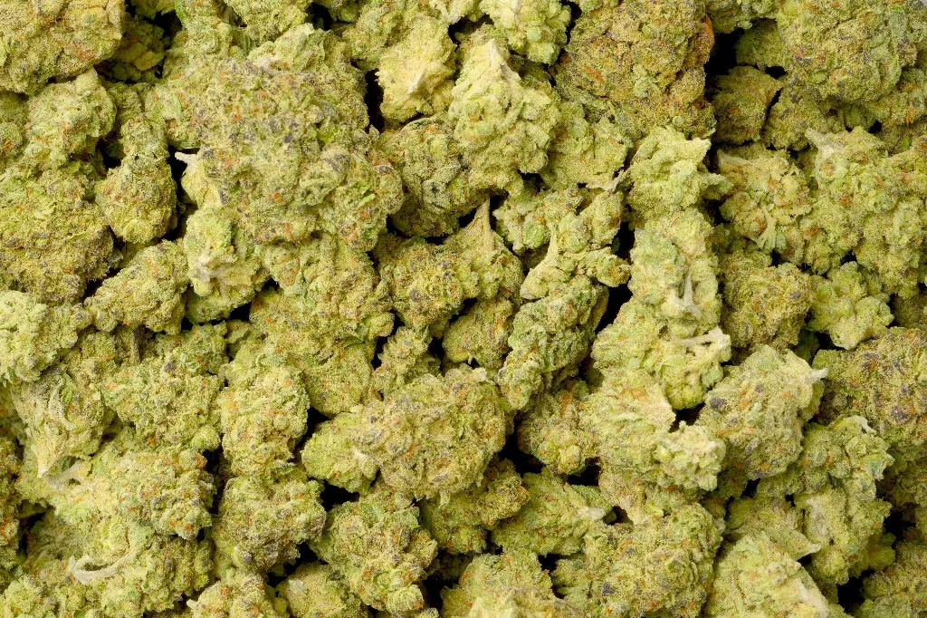 Gelato