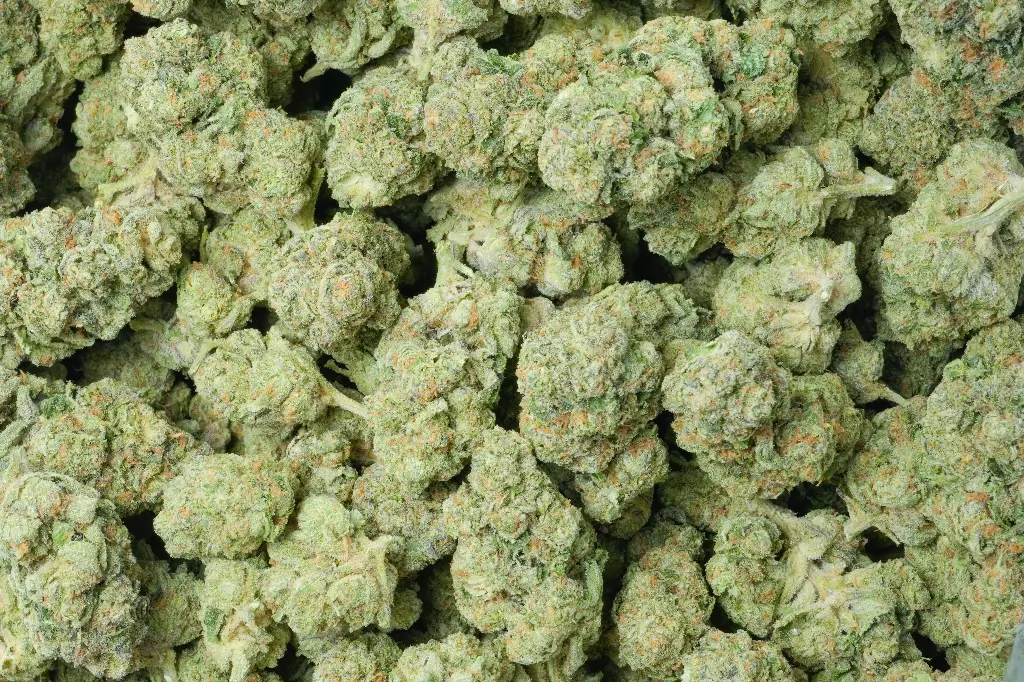Gelato #33