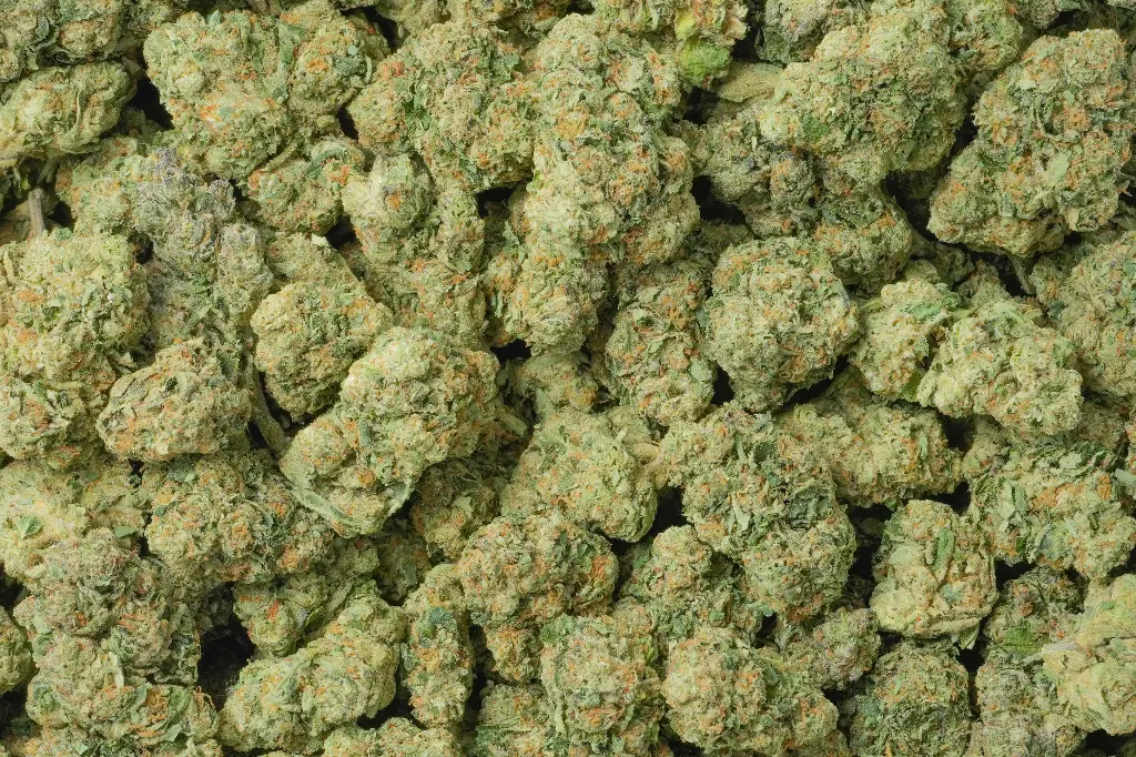Gelato #41