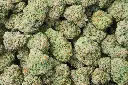 Sinmint Cookies 