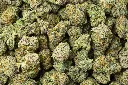 White Rhino